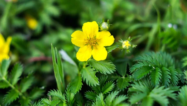 Potentilla anserina — Stock Photo, Image