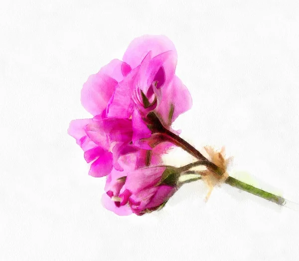 Flowers and buds of geranium — Stock fotografie