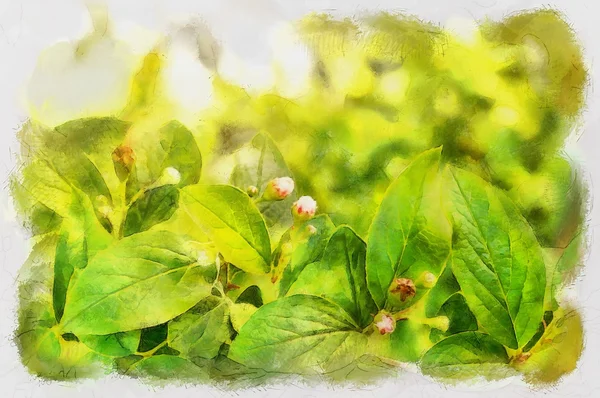 Flores de cotoneaster — Fotografia de Stock