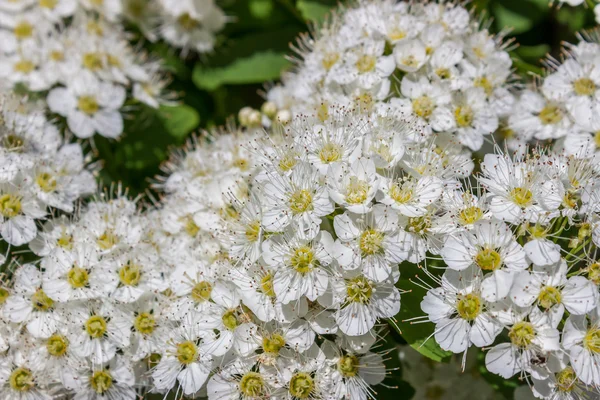 Puzyreplodnik kalinolistny, Physocarpus opulifolius — Photo