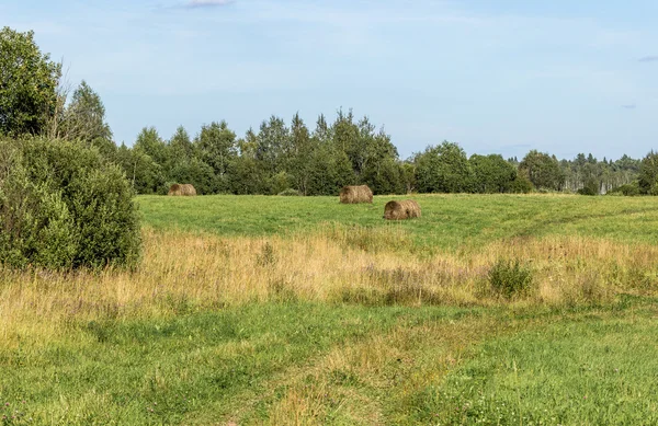 Field with hay rolls — Stock Photo, Image