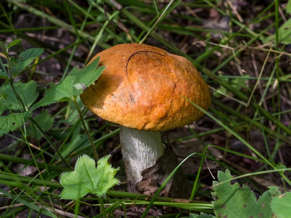 오렌지 모자 boletus — 스톡 사진