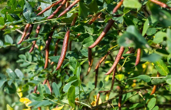 Caragana, acacia gialla — Foto Stock