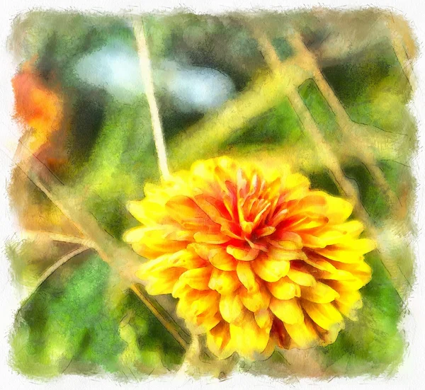 橙色菊 — 图库照片