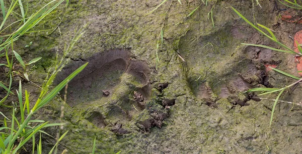 stock image Fresh traces of brown bear