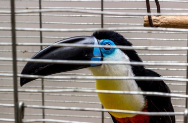 Toucan with a black beak looks through the bars of the cage stock vector