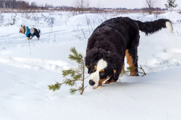 Young Mountain dog — Stock Photo, Image