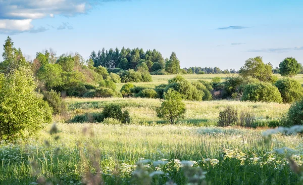 Summer landscape with meadow — Stock Photo, Image