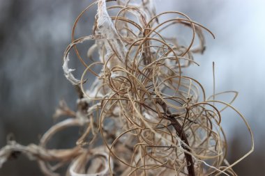 Sonbahar fireweed kurutulmuş