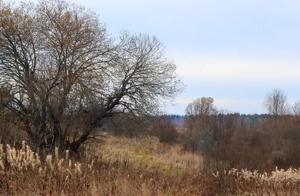 Paysage d'automne avec saule — Photo