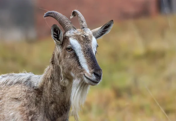 Adult village goat — Stock Photo, Image