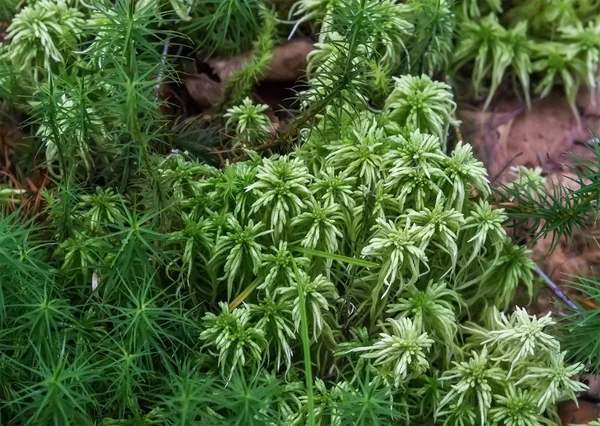 Зеленый мох Sphagnum — стоковое фото