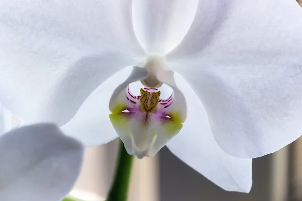 Orquídea blanca flor — Foto de Stock