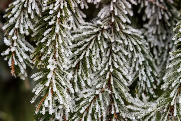 Branches de sapin couvertes de neige — Photo