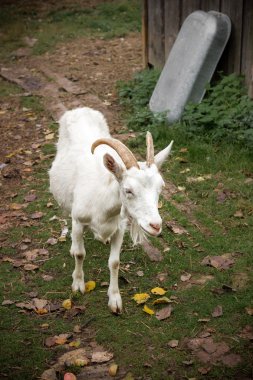 yetişkin beyaz keçi