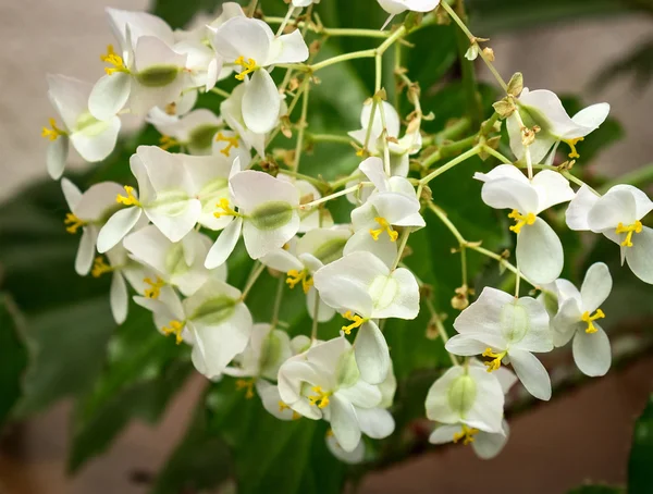 Flores blancas begonias — Foto de Stock