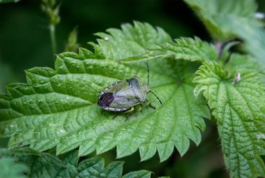 Açık yeşil savunucuları