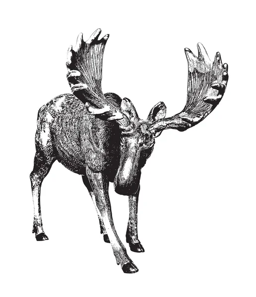 Big moose. Ink drawing. — Stock Vector