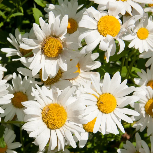 Camomile — Stock Photo, Image