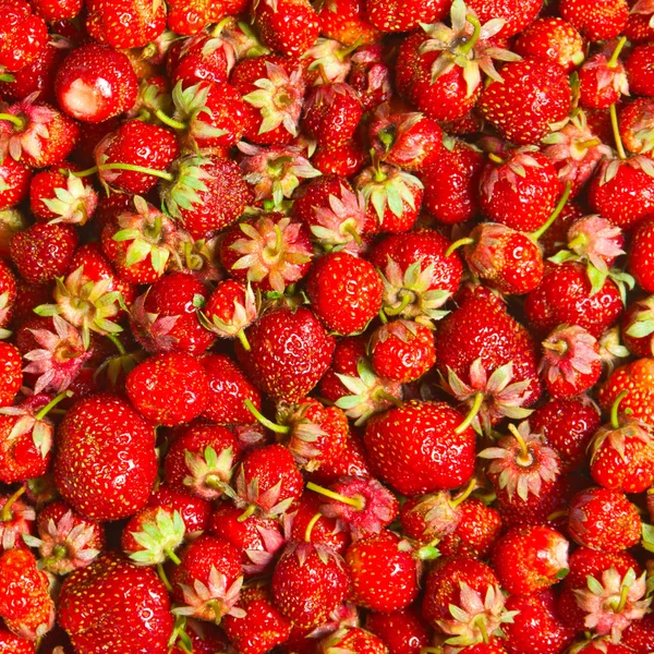 Aardbeien — Stockfoto