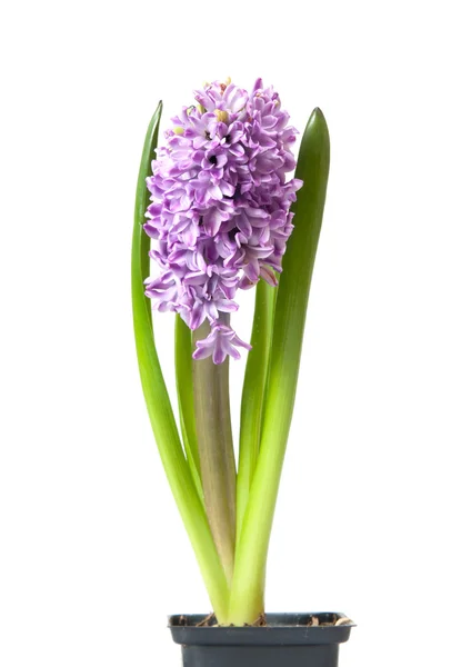 Hyacinth — Stock Photo, Image