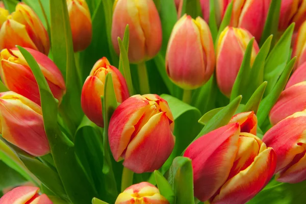 Tulips — Stock Photo, Image