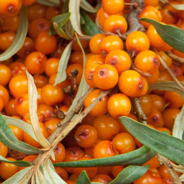 Sea-buckthorn — Stock fotografie