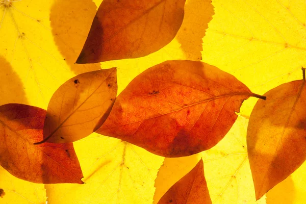 Gula och röda blad — Stockfoto