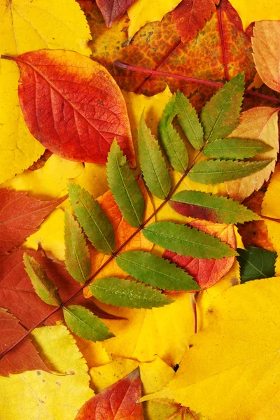 Yellow and red leaves — Stock Photo, Image