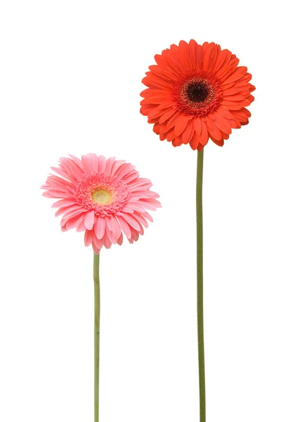 Twee daisy — Stockfoto