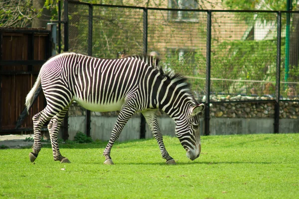 Zebra. — Fotografia de Stock