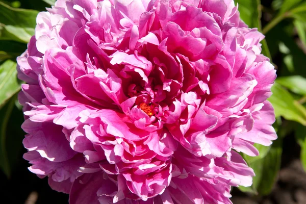 Peony — Stock Photo, Image