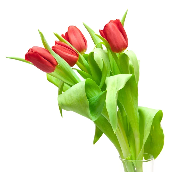 Tulpen — Stockfoto