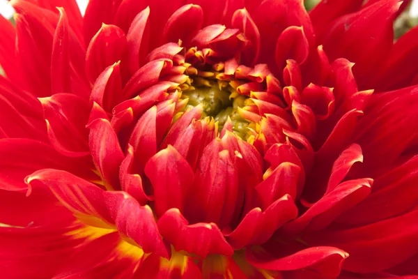 Rode dahlia — Stockfoto