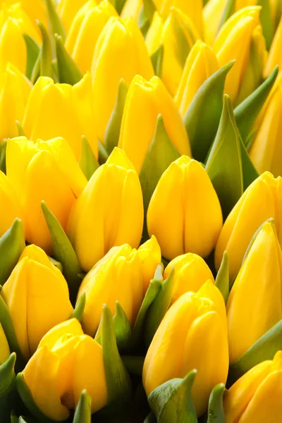 Tulips — Stock Photo, Image