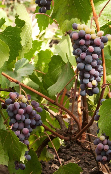 Uvas — Fotografia de Stock