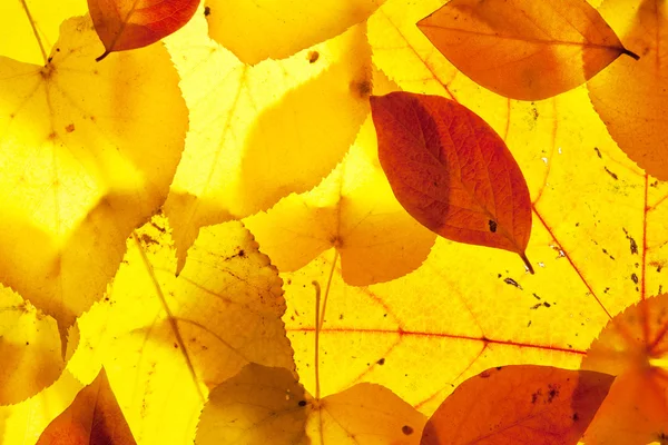 黄色和红色叶子 — 图库照片