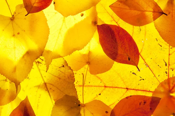 Yellow and red leaves — Stock Photo, Image