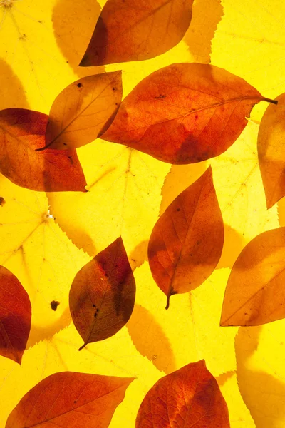 Yellow and red leaves — Stock Photo, Image