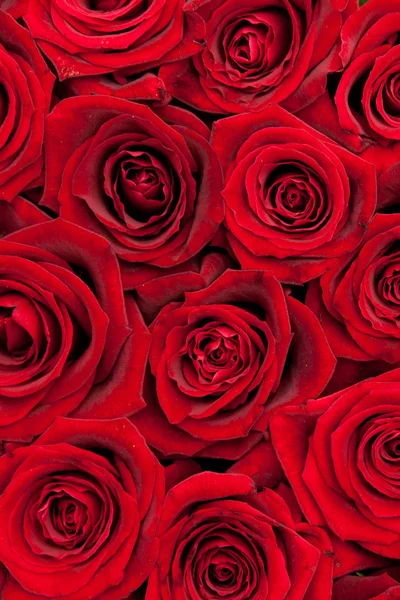 Rose rosse — Foto Stock