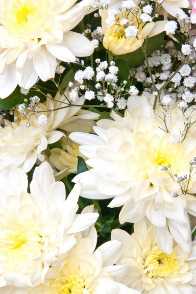 Chrysanthemums — Stock Photo, Image