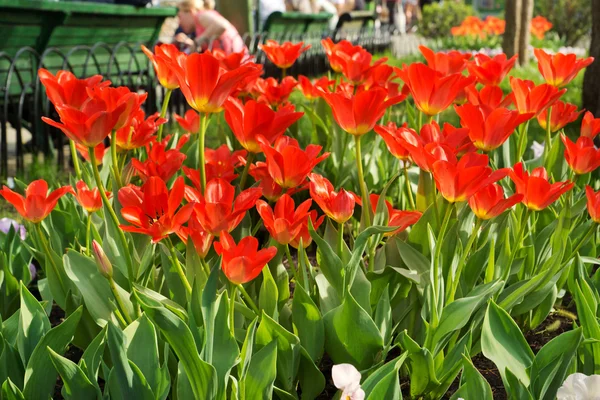 Rote Tulpen — Stockfoto