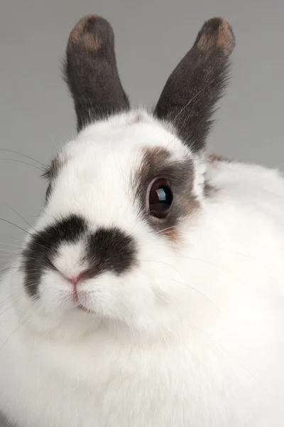 Rabbit — Stock Photo, Image