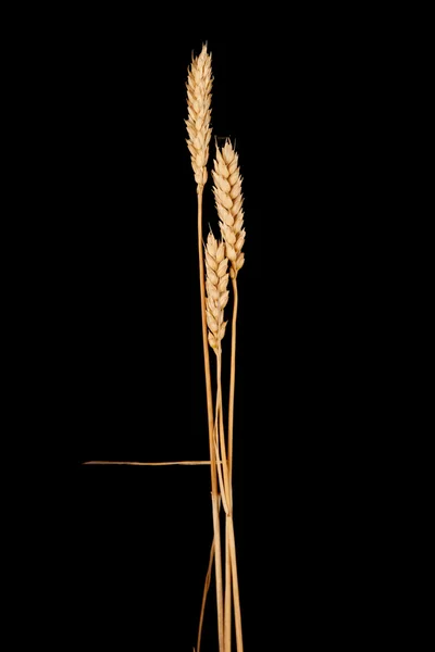 Wheat — Stock Photo, Image