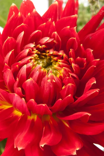 Red dahlia — Stock Photo, Image