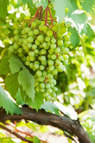 Grapevine — Stock Photo, Image