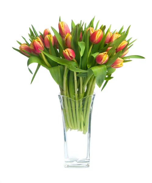 Tulpen — Stockfoto