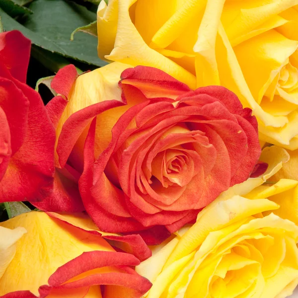 Roses — Stock Photo, Image