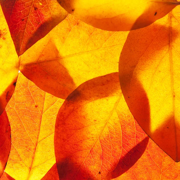 Geel en rood blad — Stockfoto