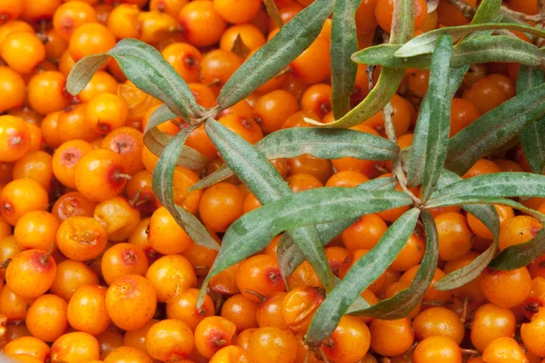 Spinello del mare — Foto Stock